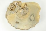 Cut/Polished Calycoceras Ammonite (Pair) - Texas #198202-2